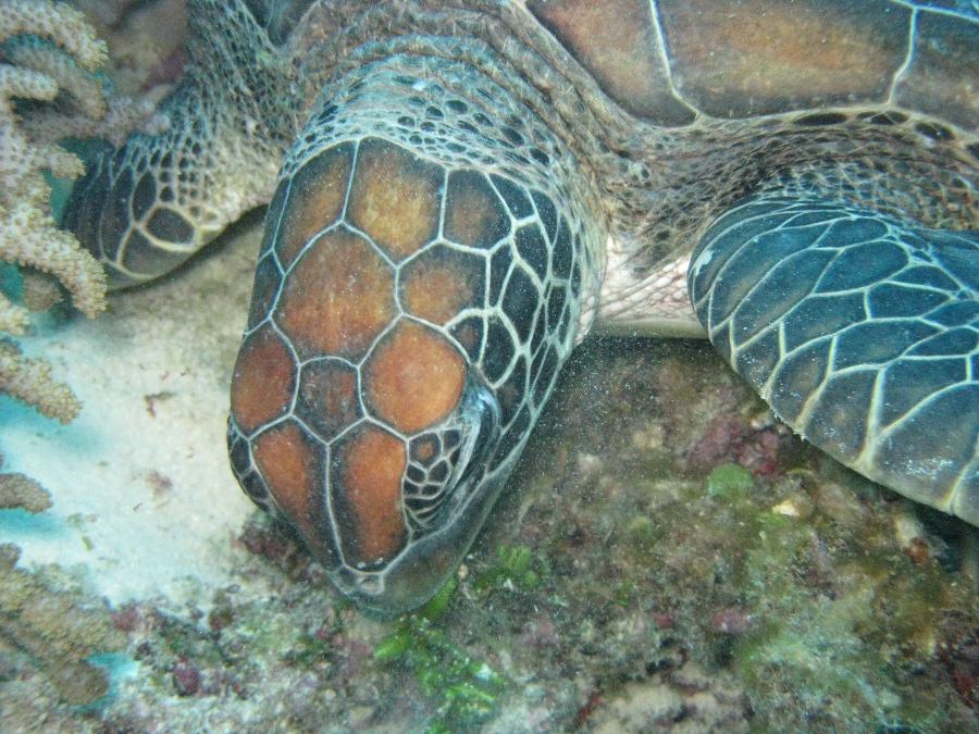 Dive Photos/2009-07 Great Barrier Reef/img_0925.jpg